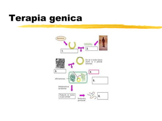 Terapia genica
 