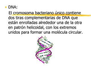 • DNA:
El cromosoma bacteriano único contiene
dos tiras complementarias de DNA que
están enrolladas alrededor una de la otra
en patrón helicoidal, con los extremos
unidos para formar una molécula circular.
 
