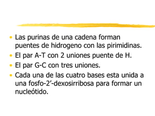 • Las purinas de una cadena forman
puentes de hidrogeno con las pirimidinas.
• El par A-T con 2 uniones puente de H.
• El par G-C con tres uniones.
• Cada una de las cuatro bases esta unida a
una fosfo-2’-dexosirribosa para formar un
nucleótido.
 