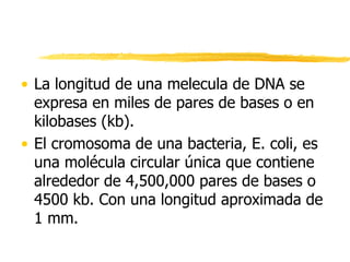 • La longitud de una melecula de DNA se
expresa en miles de pares de bases o en
kilobases (kb).
• El cromosoma de una bacteria, E. coli, es
una molécula circular única que contiene
alrededor de 4,500,000 pares de bases o
4500 kb. Con una longitud aproximada de
1 mm.
 