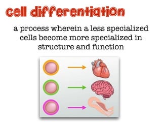 Genetic basis for development | PDF