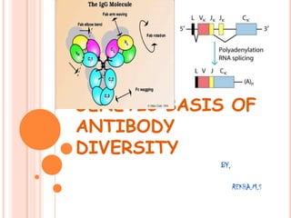 GENETIC BASIS OF
ANTIBODY
DIVERSITY
BY,
REKHA.M.S
 