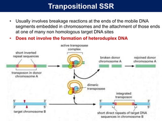 Transpositional Function Genetic changes in the viral genome | PPTX
