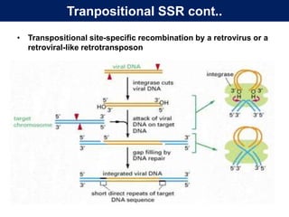Transpositional Function Genetic changes in the viral genome | PPTX