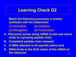 Learning Check G2
     Match the following processes in protein
     synthesis with the statements:
     (1) Activation     (2) Initiation
     (3) Elongation     (4) Termination
A.   Ribosome moves along mRNA to add new amino
     acids to a growing peptide chain
B.   Completed peptide chain released
C.   A tRNA attaches to its specific amino acid
D.   tRNA binds to the AUG codon of the mRNA on
     the ribosome                               13
 