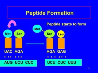 Peptide Formation   Peptide starts to form UAC  AGA   AGA  GAG •  • •  •  • •  •  •  •  • •  • AUG  UCU  CUC   UCU  CUC  UUU Met Ser Met Ser Leu 