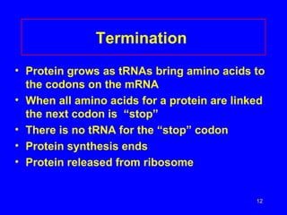 Termination  Protein grows as tRNAs bring amino acids to the codons on the mRNA When all amino acids for a protein are linked the next codon is  “stop”  There is no tRNA for the “stop” codon Protein synthesis ends Protein released from ribosome 