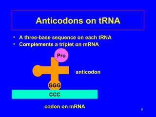 Anticodons on tRNA A three-base sequence on each tRNA Complements a triplet on mRNA anticodon   codon on mRNA GGG CCC Pro 
