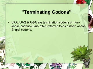 “Terminating Codons”
• UAA, UAG & UGA are termination codons or non-
sense codons & are often referred to as amber, ochre
& opal codons.
 
