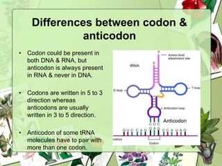 Differences between codon &
anticodon
• Codon could be present in
both DNA & RNA, but
anticodon is always present
in RNA & never in DNA.
• Codons are written in 5 to 3
direction whereas
anticodons are usually
written in 3 to 5 direction.
• Anticodon of some tRNA
molecules have to pair with
more than one codon.
 