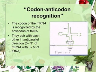 “Codon-anticodon
recognition”
• The codon of the mRNA
is recognized by the
anticodon of tRNA.
• They pair with each
other in antiparallel
direction (5’- 3’ of
mRNA with 3’- 5’ of
tRNA).
 