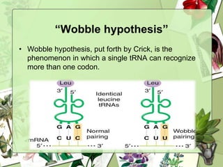 “Wobble hypothesis”
• Wobble hypothesis, put forth by Crick, is the
phenomenon in which a single tRNA can recognize
more than one codon.
 