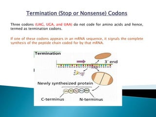 End Codons Genetic code | PPTX