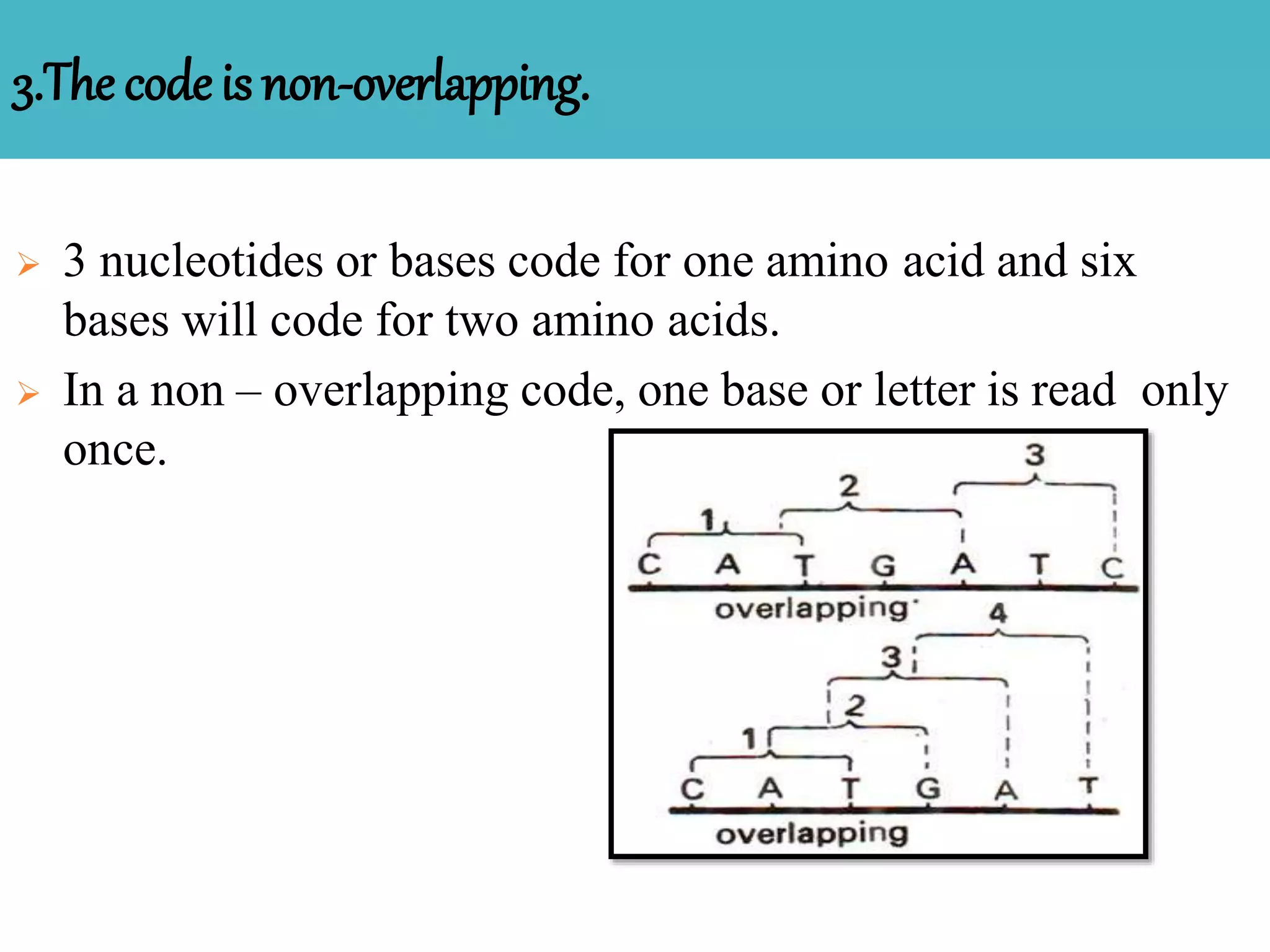 3.The codeis non-overlapping.
 3 nucleotides or bases code for one amino acid and six
bases will code for two amino acids.
 In a non – overlapping code, one base or letter is read only
once.
 