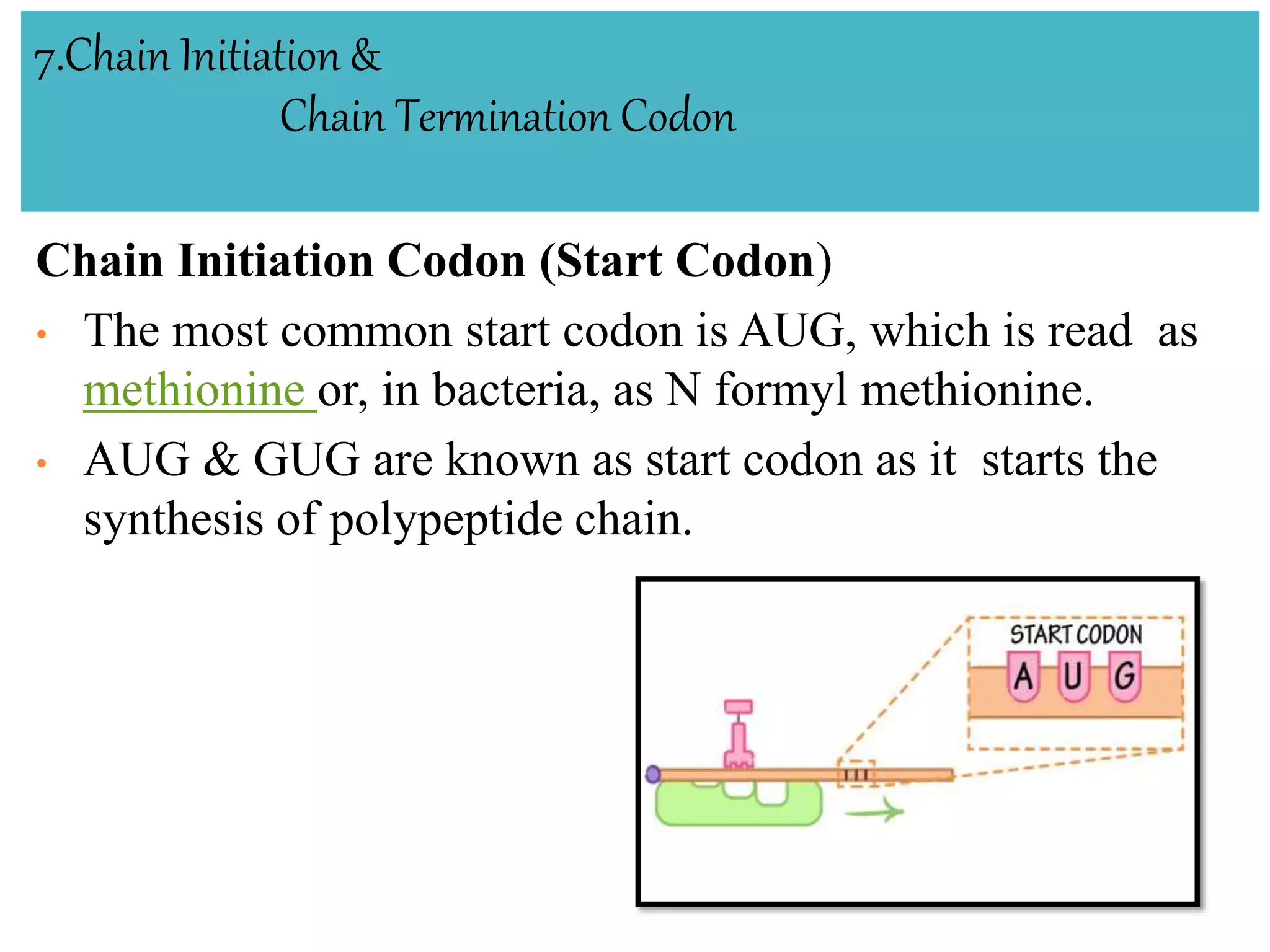 7.Chain Initiation &
Chain Termination Codon
Chain Initiation Codon (Start Codon)
• The most common start codon is AUG, which is read as
methionine or, in bacteria, as N formyl methionine.
• AUG & GUG are known as start codon as it starts the
synthesis of polypeptide chain.
 