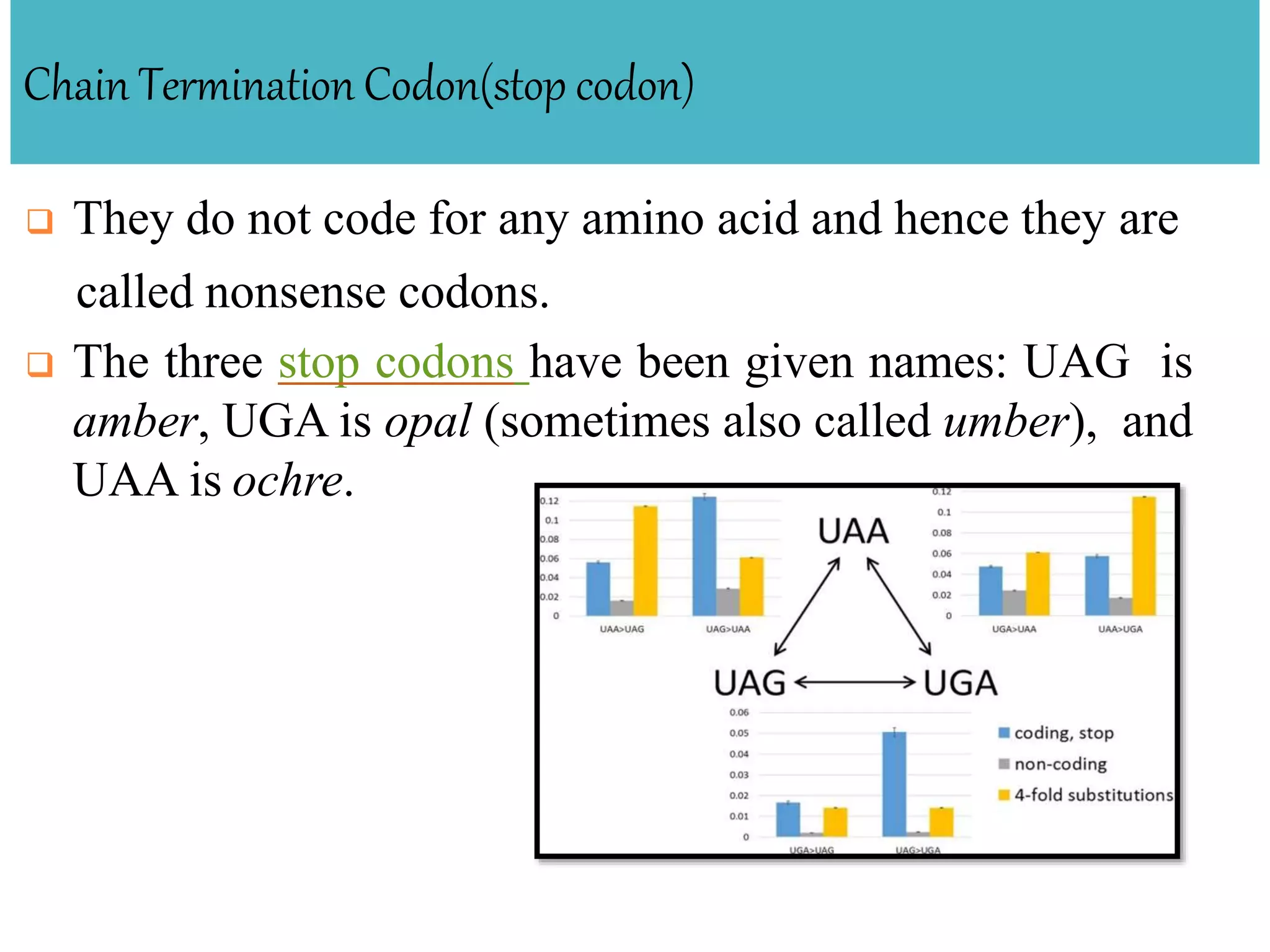 Chain Termination Codon(stop codon)
 They do not code for any amino acid and hence they are
called nonsense codons.
 The three stop codons have been given names: UAG is
amber, UGA is opal (sometimes also called umber), and
UAA is ochre.
 