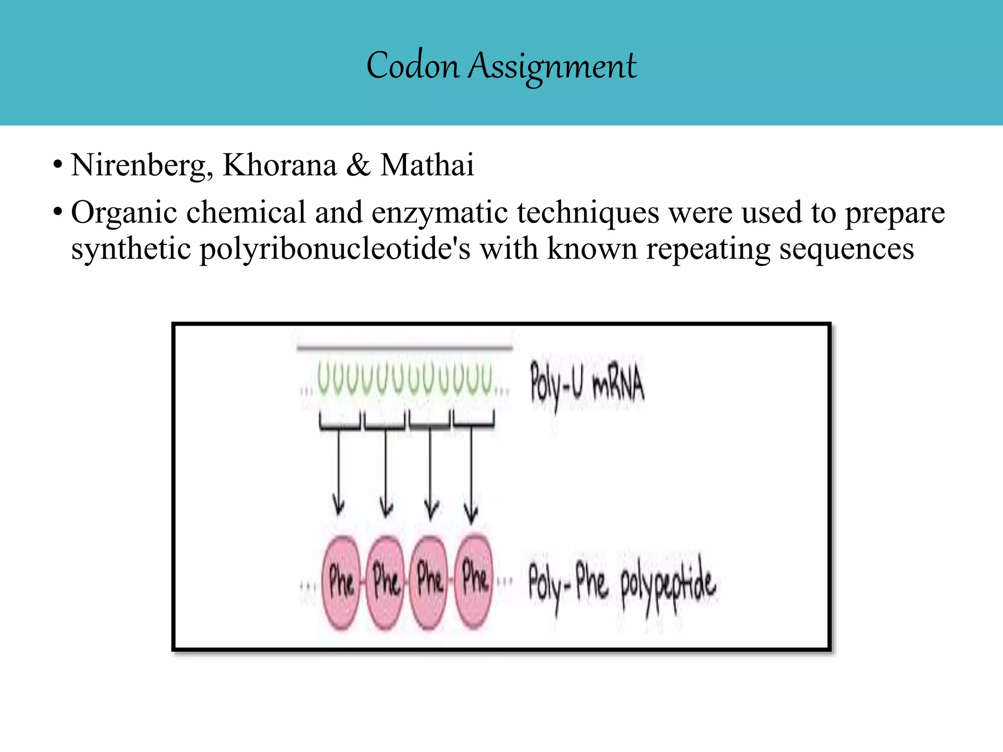 Codon Assignment
• Nirenberg, Khorana & Mathai
• Organic chemical and enzymatic techniques were used to prepare
synthetic polyribonucleotide's with known repeating sequences
 