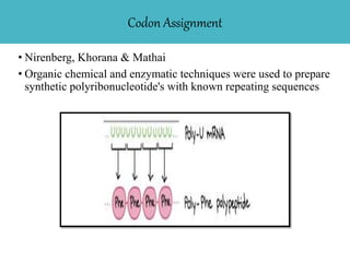 Codon Assignment
• Nirenberg, Khorana & Mathai
• Organic chemical and enzymatic techniques were used to prepare
synthetic polyribonucleotide's with known repeating sequences
 