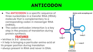 ANTICODON
● The ANTICODON is a speciﬁc sequence of
three nucleotides in a transfer RNA (tRNA)
molecule that is complementary to a
corresponding codon in messenger RNA
(mRNA).
● The codon-anticodon interaction is a key
step in the process of translation during
protein synthesis.
FEATURES
• Written in 3-5` direction.
• it help in bringing a particular amino acid at
its proper position during translation
• always present in RNA and never in DNA.
 