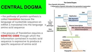 CENTRAL DOGMA
• the pathway of protein synthesis is
called translation because the
language of nucleotide sequence on
mRNA is translated into the language of
amino acid sequence
• the process of Translation requires a
GENETIC CODE through which the
information contained in nucleic acid
sequence is expressive to produce a
speciﬁc sequence of amino acid
 