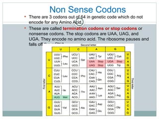 Stop Code Uaa Genetic codeeeeeeeeeeeeeeeeeeeeeeeee.pptx