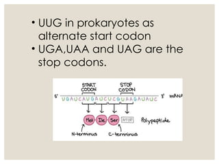 GENETIC CODE.pptFINAL.pptx on genetics study | PPTX
