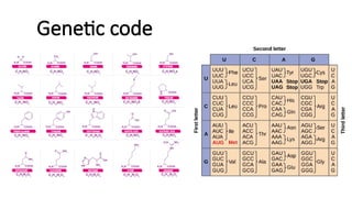 Genetic Code From Principles Of Genetics | PPTX