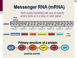 Genetic code definition and genetic code table | PPTX
