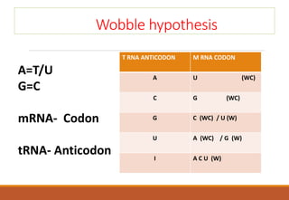 Wobble hypothesis
A=T/U
G=C
mRNA- Codon
tRNA- Anticodon
T RNA ANTICODON M RNA CODON
A U (WC)
C G (WC)
G C (WC) / U (W)
U A (WC) / G (W)
I A C U (W)
 