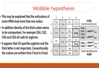 Wobble hypothesis
 
