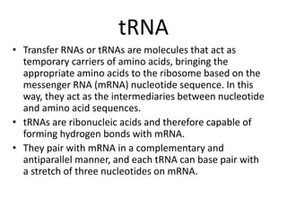tRNA
• Transfer RNAs or tRNAs are molecules that act as
temporary carriers of amino acids, bringing the
appropriate amino acids to the ribosome based on the
messenger RNA (mRNA) nucleotide sequence. In this
way, they act as the intermediaries between nucleotide
and amino acid sequences.
• tRNAs are ribonucleic acids and therefore capable of
forming hydrogen bonds with mRNA.
• They pair with mRNA in a complementary and
antiparallel manner, and each tRNA can base pair with
a stretch of three nucleotides on mRNA.
 