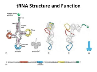tRNA Structure and Function
 