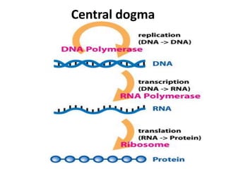 Central dogma
 