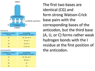 The first two bases are
identical (CG) and
form strong Watson-Crick
base pairs with the
corresponding bases of the
anticodon, but the third base
(A, U, or C) forms rather weak
hydrogen bonds with the I
residue at the first position of
the anticodon.
 