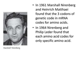 • In 1961 Marshall Nirenberg
and Heinrich Matthaei
found that the 3 codons of
genetic code in mRNA
codes for amino acids.
• In 1964 Nirenberg and
Philip Leder found that
each amino acid codes for
only specific amino acid.
 