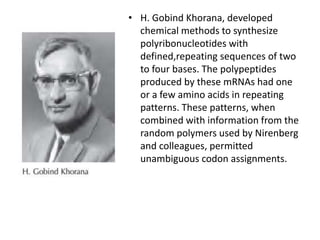 • H. Gobind Khorana, developed
chemical methods to synthesize
polyribonucleotides with
defined,repeating sequences of two
to four bases. The polypeptides
produced by these mRNAs had one
or a few amino acids in repeating
patterns. These patterns, when
combined with information from the
random polymers used by Nirenberg
and colleagues, permitted
unambiguous codon assignments.
 