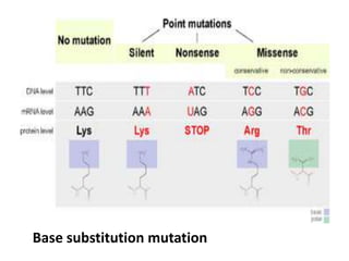 Base substitution mutation
 
