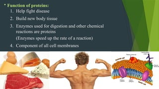 • Function of proteins:
1. Help fight disease
2. Build new body tissue
3. Enzymes used for digestion and other chemical
reactions are proteins
(Enzymes speed up the rate of a reaction)
4. Component of all cell membranes
 