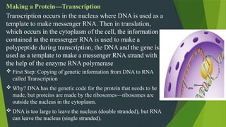Making a Protein—Transcription
Transcription occurs in the nucleus where DNA is used as a
template to make messenger RNA. Then in translation,
which occurs in the cytoplasm of the cell, the information
contained in the messenger RNA is used to make a
polypeptide during transcription, the DNA and the gene is
used as a template to make a messenger RNA strand with
the help of the enzyme RNA polymerase
 First Step: Copying of genetic information from DNA to RNA
called Transcription
 Why? DNA has the genetic code for the protein that needs to be
made, but proteins are made by the ribosomes—ribosomes are
outside the nucleus in the cytoplasm.
 DNA is too large to leave the nucleus (double stranded), but RNA
can leave the nucleus (single stranded).
 