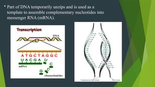 • Part of DNA temporarily unzips and is used as a
template to assemble complementary nucleotides into
messenger RNA (mRNA).
 