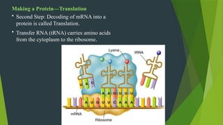 Making a Protein—Translation
• Second Step: Decoding of mRNA into a
protein is called Translation.
• Transfer RNA (tRNA) carries amino acids
from the cytoplasm to the ribosome.
 