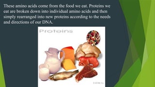 These amino acids come from the food we eat. Proteins we
eat are broken down into individual amino acids and then
simply rearranged into new proteins according to the needs
and directions of our DNA.
 
