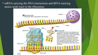 • mRNA carrying the DNA instructions and tRNA carrying
amino acids meet in the ribosomes.
 