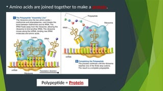 • Amino acids are joined together to make a protein.
Polypeptide = Protein
 