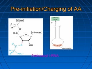 Pre-initiation/Charging of AAPre-initiation/Charging of AA
Aminoacyl t-RNA
 
