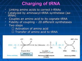 Charging of tRNACharging of tRNA
 Linking amino acids to correct t-RNAsLinking amino acids to correct t-RNAs
 Catalyzed by aminoacyl-tRNA synthetase (aa-Catalyzed by aminoacyl-tRNA synthetase (aa-
tRNA)tRNA)
 Couples an amino acid to its cognate tRNACouples an amino acid to its cognate tRNA
 Fidelity of coupling – 20 different synthetasesFidelity of coupling – 20 different synthetases
 Two stepsTwo steps
􀁺􀁺 Activation of amino acidActivation of amino acid
􀁺􀁺 Transfer of amino acid to tRNATransfer of amino acid to tRNA
 