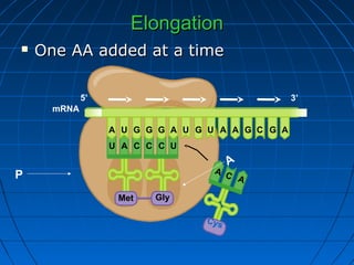 ElongationElongation
 One AA added at a timeOne AA added at a time
CU A
Met
mRNA
5’ 3’
C C U
Gly
U U U CG G G G GGA A A A A
A
AC
Cys
P
A
 