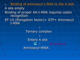 i)i) Binding of aminoacyl t-RNA to the A-siteBinding of aminoacyl t-RNA to the A-site
A site emptyA site empty
Binding of proper AA-t-RNA requires codonBinding of proper AA-t-RNA requires codon
recognitionrecognition
EF-1A (Elongation factor)+ GTP+ AminoacylEF-1A (Elongation factor)+ GTP+ Aminoacyl
t-RNAt-RNA
↓↓
Ternary complexTernary complex
↓↓
Enters A siteEnters A site
↓↓ EF-1A,GDP+PiEF-1A,GDP+Pi
Aminoacyl-tRNAAminoacyl-tRNA
 