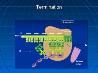 TerminationTermination
 
