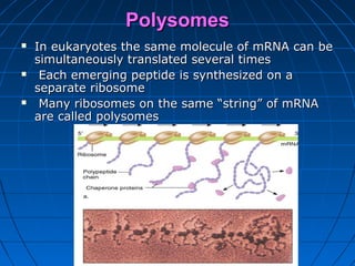PolysomesPolysomes
 In eukaryotes the same molecule of mRNA can beIn eukaryotes the same molecule of mRNA can be
simultaneously translated several timessimultaneously translated several times
 Each emerging peptide is synthesized on aEach emerging peptide is synthesized on a
separate ribosomeseparate ribosome
 Many ribosomes on the same “string” of mRNAMany ribosomes on the same “string” of mRNA
are called polysomesare called polysomes
 